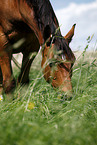 Trakehner Portrait