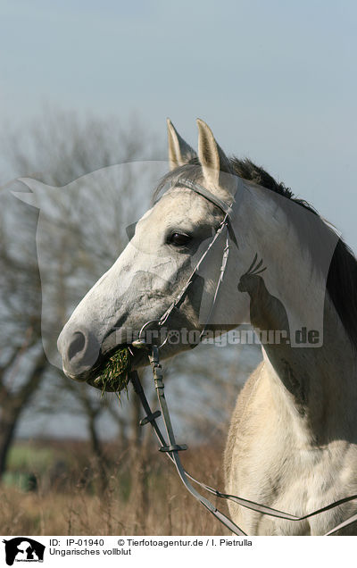 Ungarisches vollblut / Hungarian thoroughbred / IP-01940