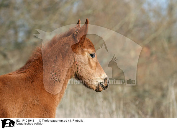 Ungarisches vollblut / Hungarian thoroughbred / IP-01948