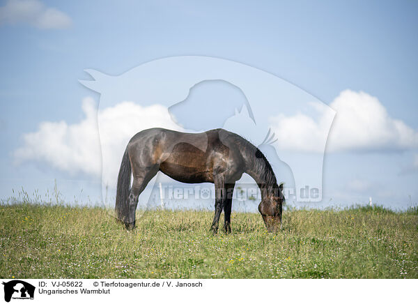 Ungarisches Warmblut / Hungarian Warmblood / VJ-05622