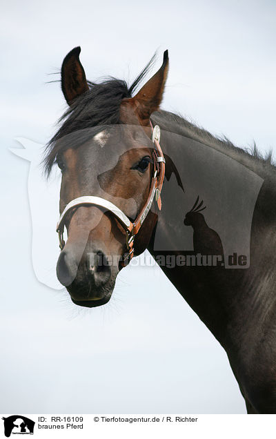 braunes Pferd / brown horse / RR-16109