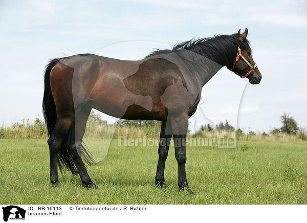 braunes Pferd / brown horse / RR-16113