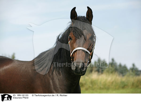 braunes Pferd / brown horse / RR-16120