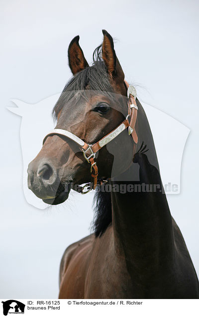 braunes Pferd / brown horse / RR-16125