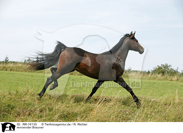 rennender Brauner / running horse / RR-16135