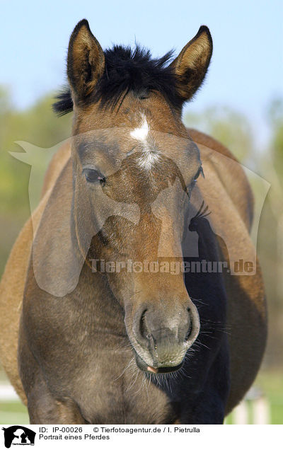 Portrait eines Pferdes / horse portrait / IP-00026