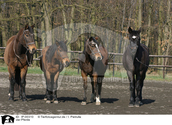 vier Pferde / IP-00310