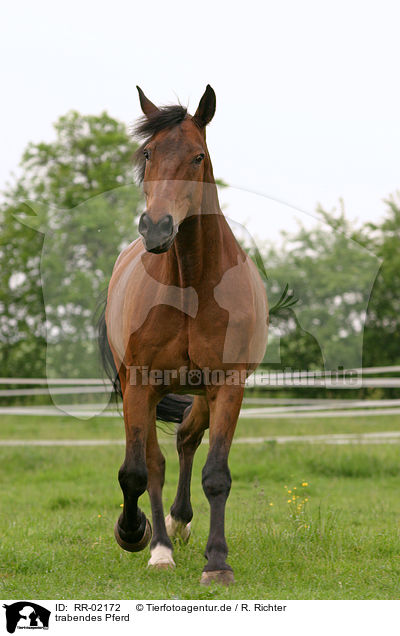 trabendes Pferd / running horse / RR-02172