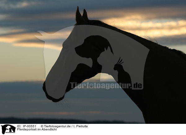 Pferdeportrait im Abendlicht / horse in the evening / IP-00551