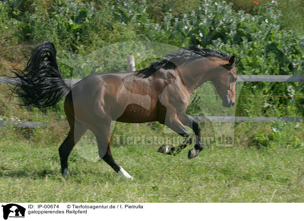 galoppierendes Reitpferd / running horse / IP-00674
