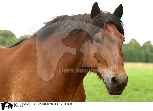 Kaltblut / big horse / IP-00685