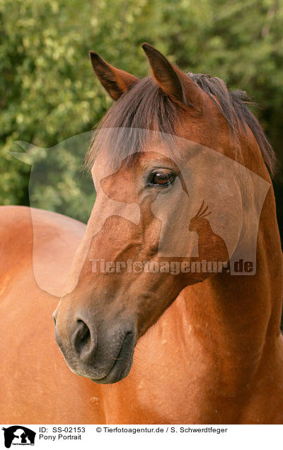 Pony Portrait / pony portrait / SS-02153