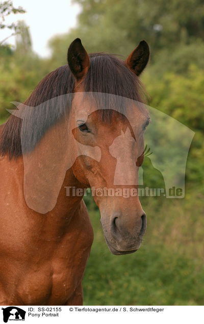 Pony Portrait / Pony Portrait / SS-02155