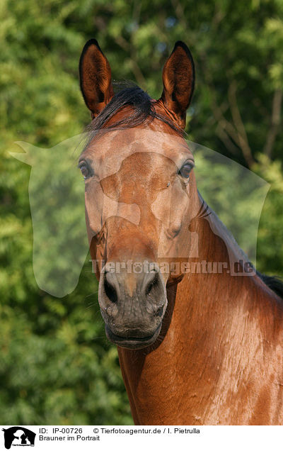 Brauner im Portrait / horsehead / IP-00726