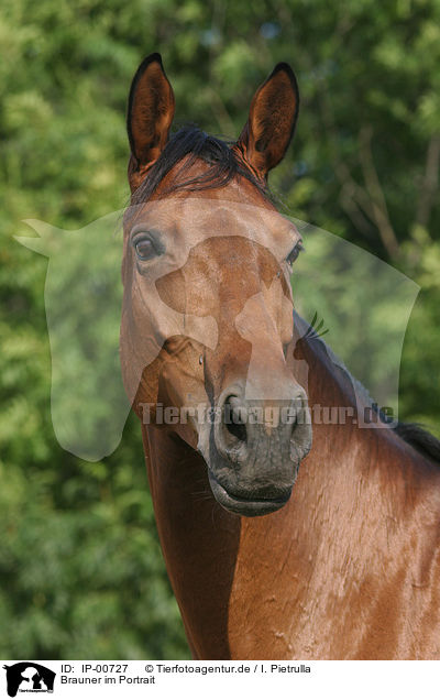 Brauner im Portrait / horsehead / IP-00727