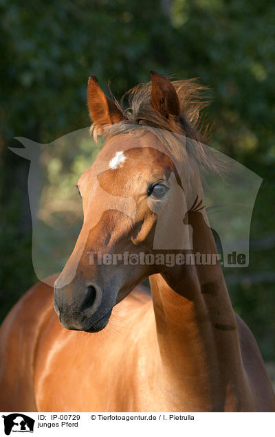 junges Pferd / young horse / IP-00729