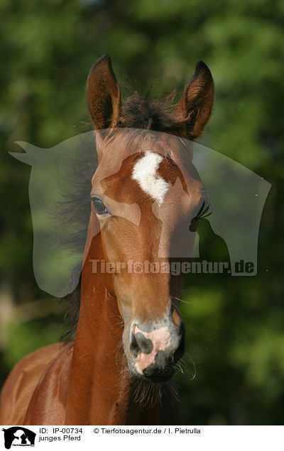 junges Pferd / young horse / IP-00734