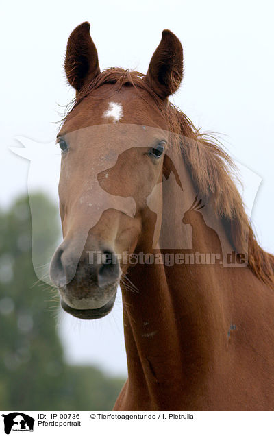 Pferdeportrait / horsehead / IP-00736