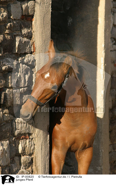 junges Pferd / young horse / IP-00820