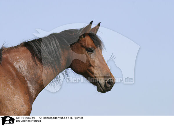 Brauner im Portrait / brown horse / RR-06050