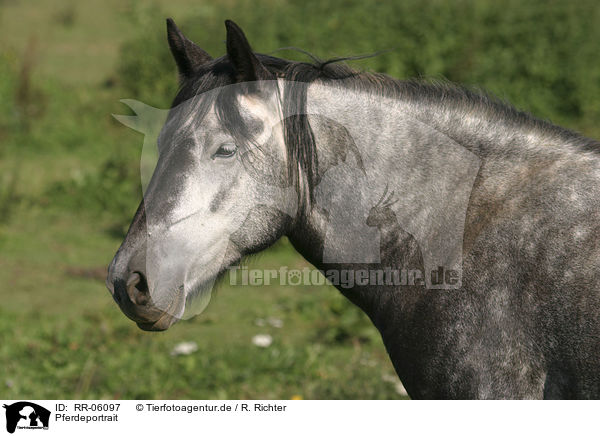 Pferdeportrait / horse head / RR-06097