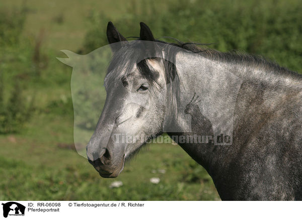 Pferdeportrait / horse head / RR-06098