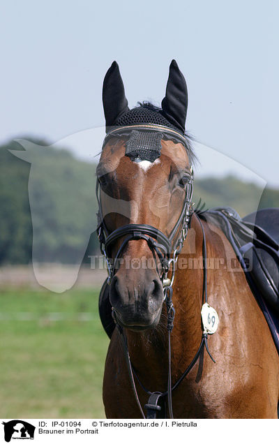 Brauner im Portrait / brown horse / IP-01094