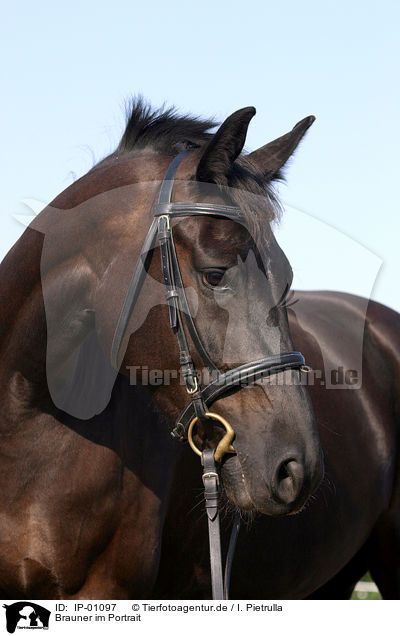 Brauner im Portrait / horse portrait / IP-01097