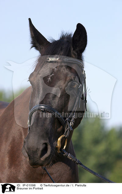 Brauner im Portrait / horse portrait / IP-01098