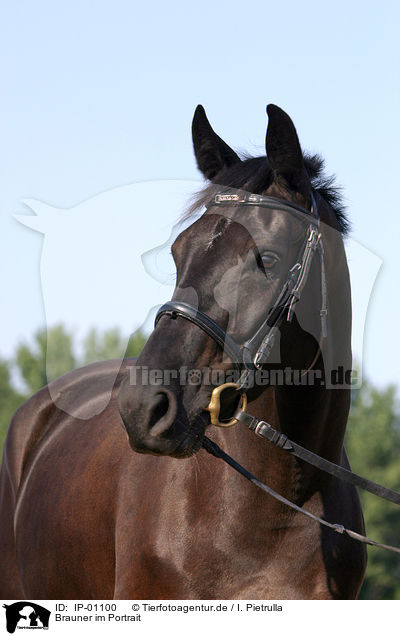 Brauner im Portrait / horse portrait / IP-01100