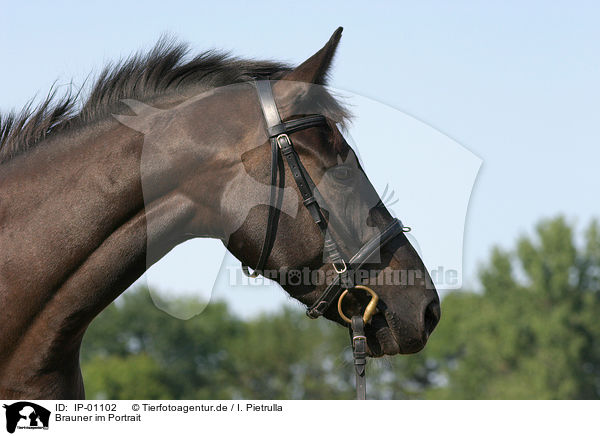 Brauner im Portrait / horse portrait / IP-01102