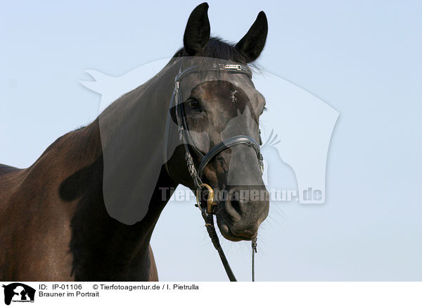 Brauner im Portrait / horse portrait / IP-01106