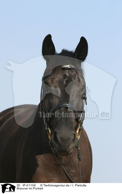 Brauner im Portrait / horse portrait / IP-01109