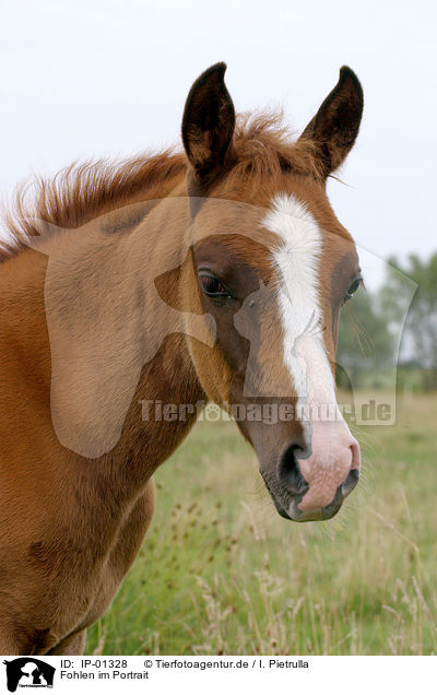 Fohlen im Portrait / horse head / IP-01328