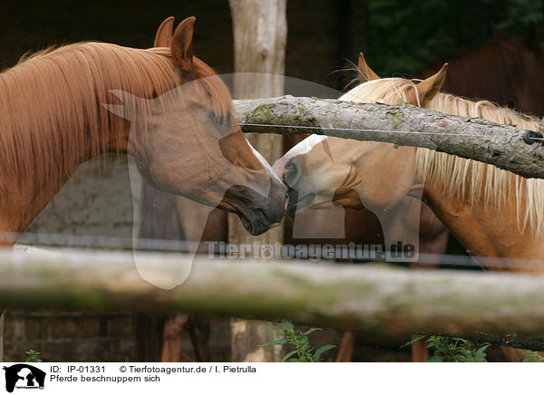 Pferde beschnuppern sich / horses / IP-01331
