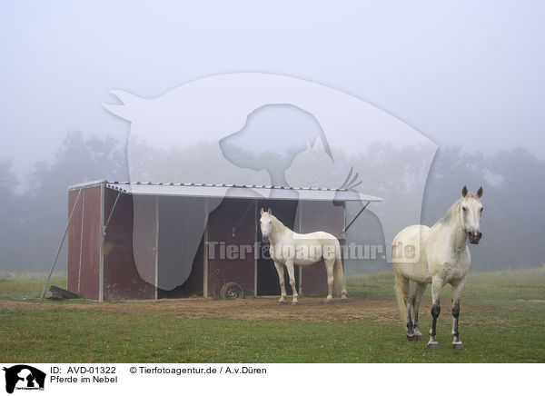 Pferde im Nebel / AVD-01322