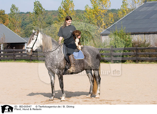 Pferd, Hund & Reiterin / horse, dog & horsewoman / BD-00547