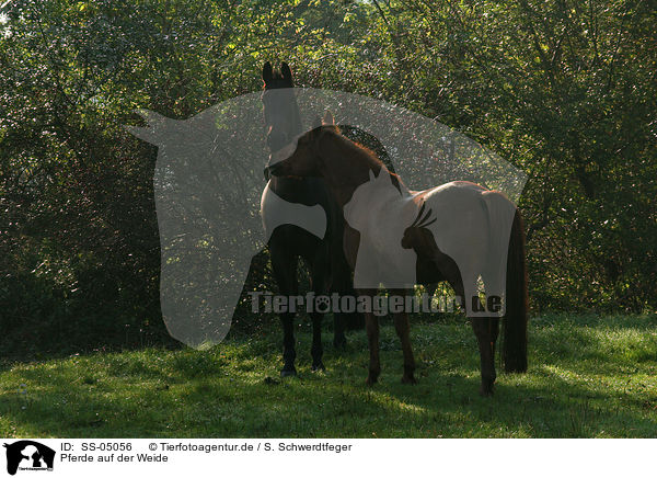 Pferde auf der Weide / SS-05056