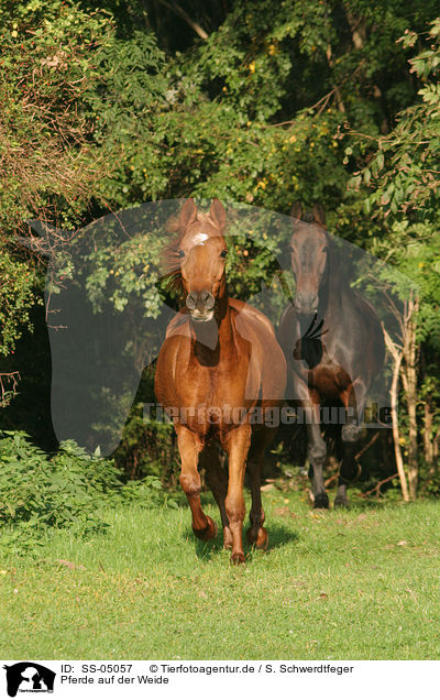 Pferde auf der Weide / horses in the meadow / SS-05057
