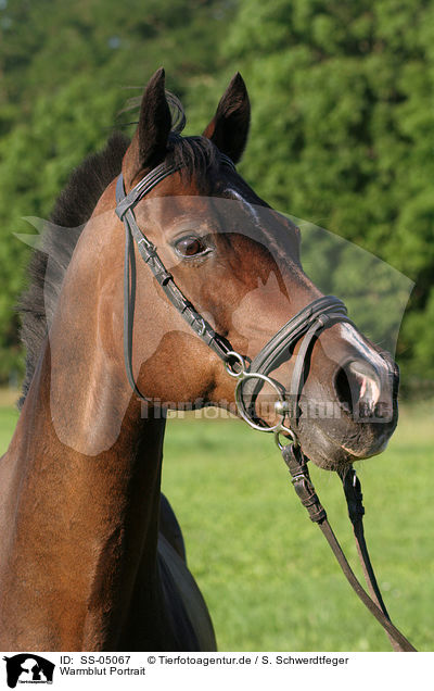 Warmblut Portrait / warmblood portrait / SS-05067