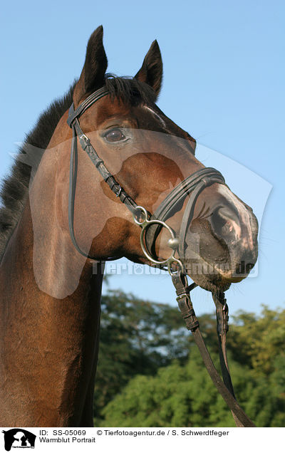 Warmblut Portrait / warmblood portrait / SS-05069