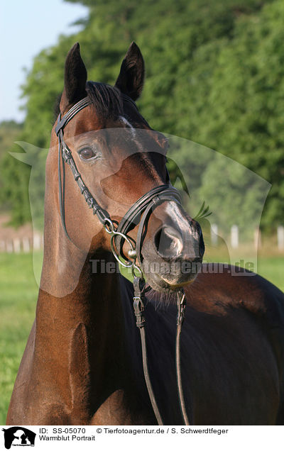 Warmblut Portrait / warmblood portrait / SS-05070