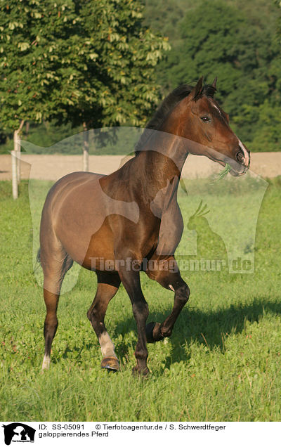 galoppierendes Pferd / galloping horse / SS-05091