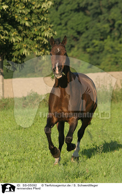 rennendes Pferd / running horse / SS-05092