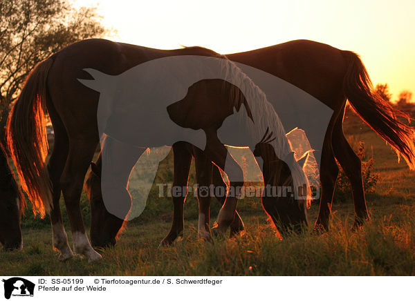 Pferde auf der Weide / SS-05199