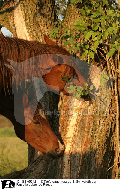 Rinde knabbernde Pferde / SS-05212