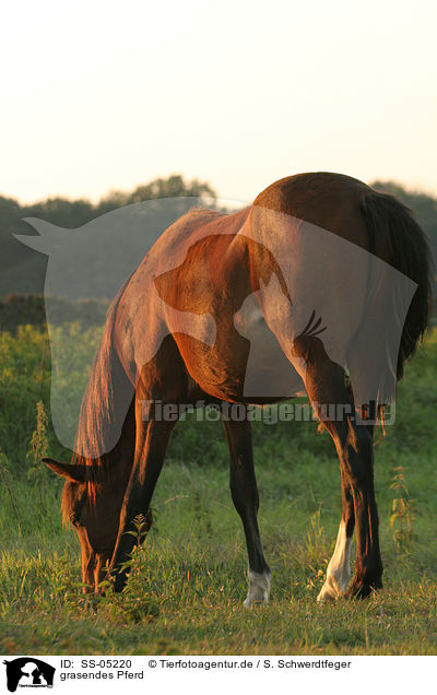 grasendes Pferd / SS-05220