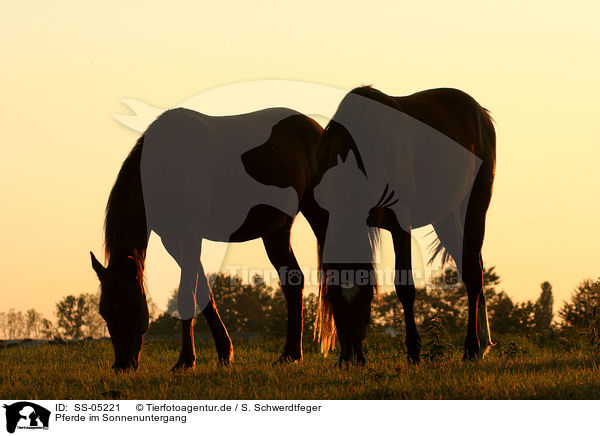 Pferde im Sonnenuntergang / SS-05221