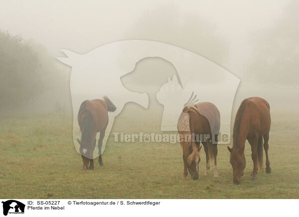 Pferde im Nebel / SS-05227