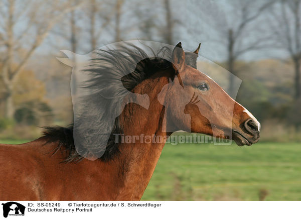 Deutsches Reitpony Portrait / pony portrait / SS-05249